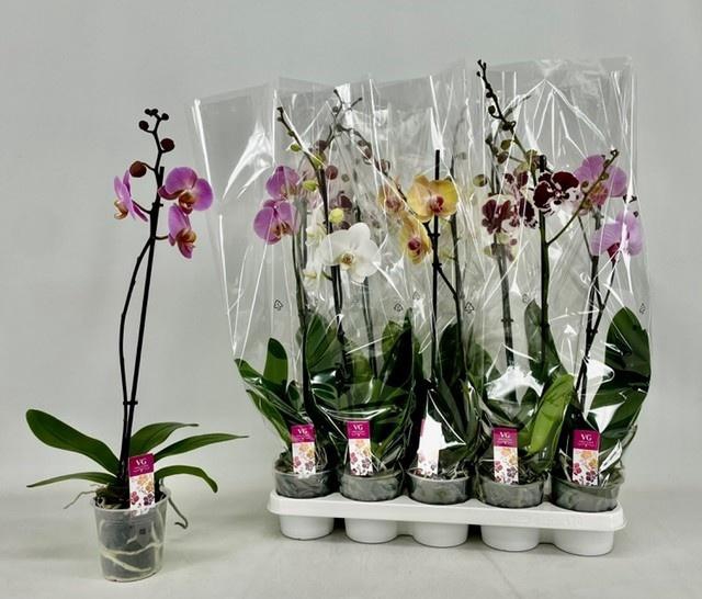 <h4>PHAL GEM</h4>