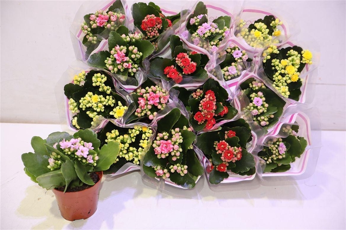 <h4>arr8 Kal Ge Gem 5 Kl</h4>