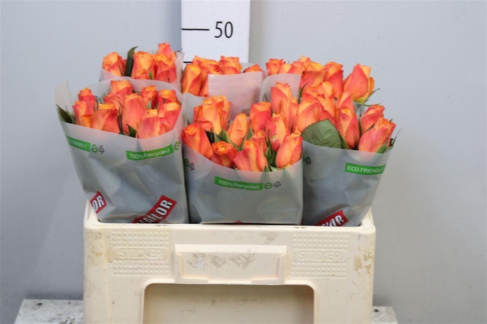 <h4>R Gr Confidential</h4>