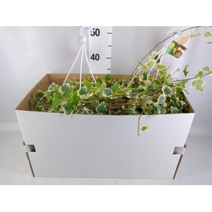 Hedera helix 'White Wonder'