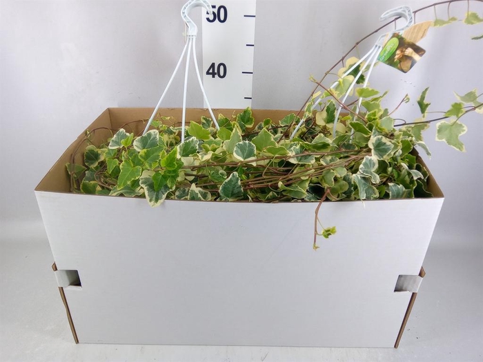 <h4>Hedera helix 'White Wonder'</h4>