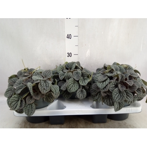 Peperomia