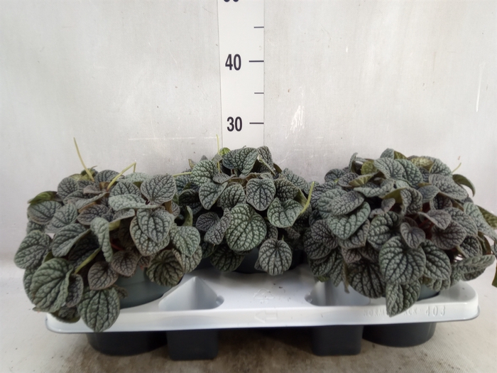 <h4>Peperomia</h4>