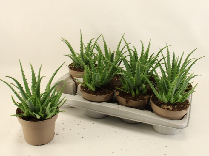 <h4>ALOE ARBORESCENS</h4>
