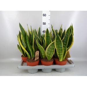 Sansevieria trifa. 'Futura Superba'