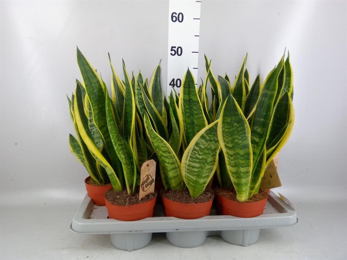 <h4>Sansevieria trifa. 'Futura Superba'</h4>