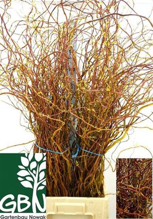 <h4>Salix Ov Bs</h4>