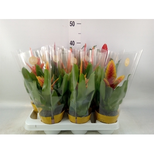 Vriesea   ...mix
