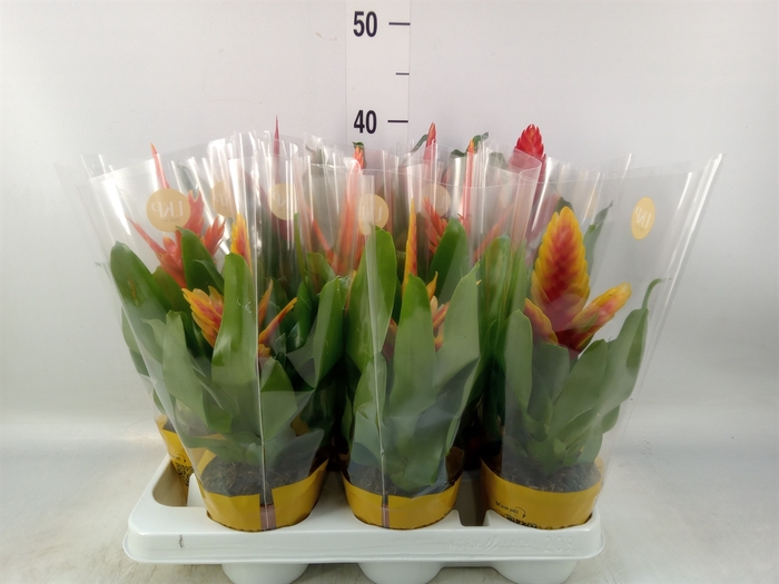 <h4>Vriesea   ...mix</h4>