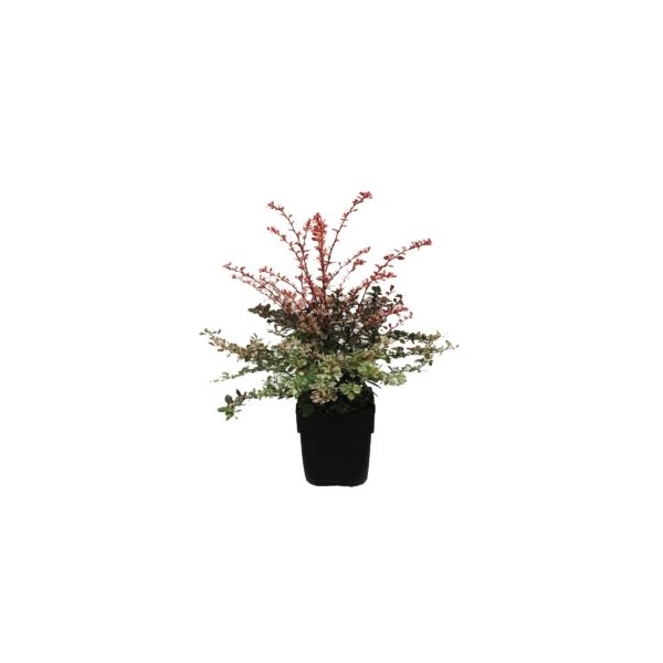 <h4>Berberis thunbergii 'Rose Glow' P17</h4>