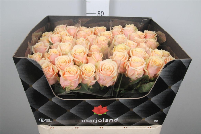 <h4>R Gr Bellini!</h4>