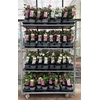 Hibis Syriacus Mixkar