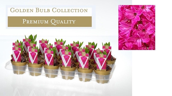 <h4>Hyacinthus orientalis 'Jan Bos'</h4>