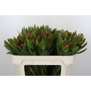 Leucadendron Ayoba African Sky