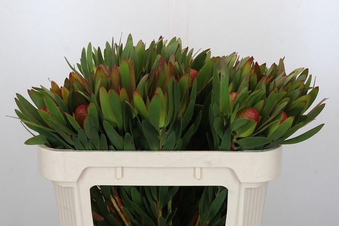 <h4>Leucadendron Ayoba African Sky</h4>
