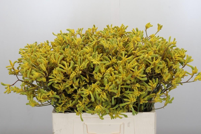 <h4>Anigozanthos Bush Down</h4>