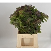 Viburnum Staalbes