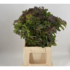 Viburnum Staalbes