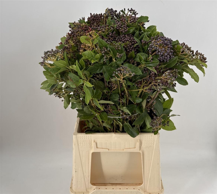 <h4>Viburnum Staalbes</h4>