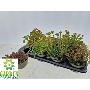SEDUM GEM