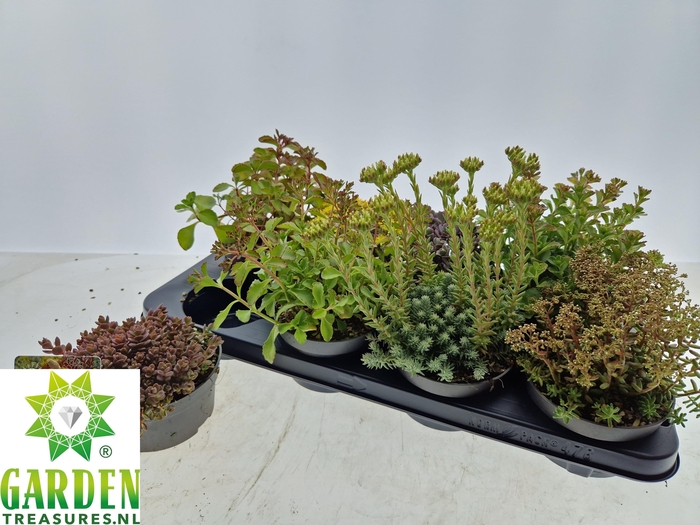 <h4>SEDUM GEM</h4>