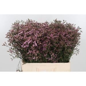 Limonium Crystal Pink