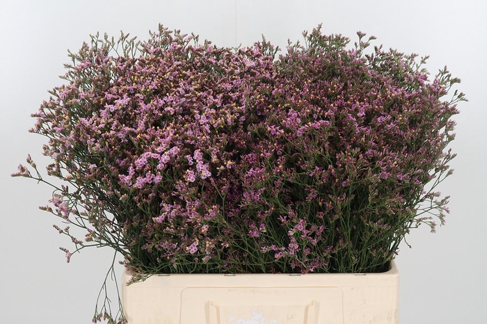 <h4>Limonium Crystal Pink</h4>