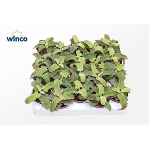 Kalanchoe Maltese Cross