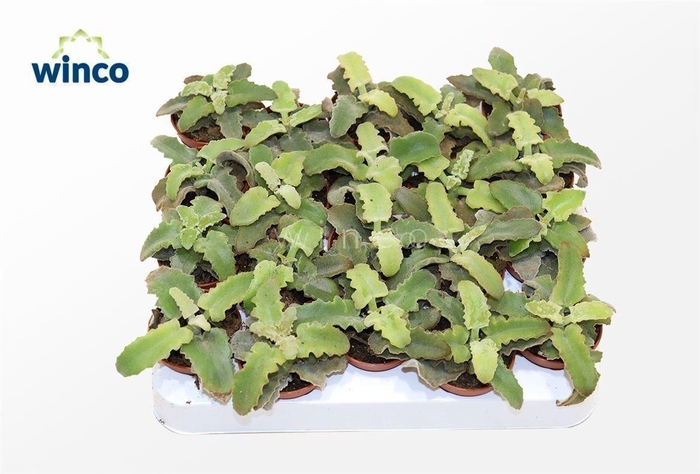 <h4>Kalanchoe Maltese Cross</h4>