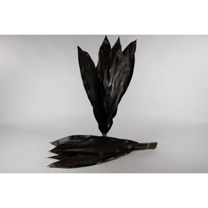Cordyline Black Tie VP