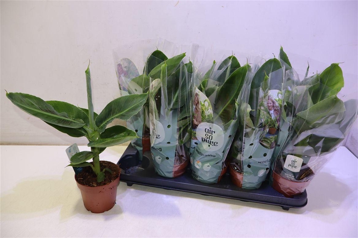 <h4>Musa Tropicana</h4>