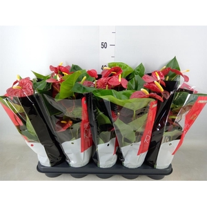Anthurium andr. 'Royal Champion'