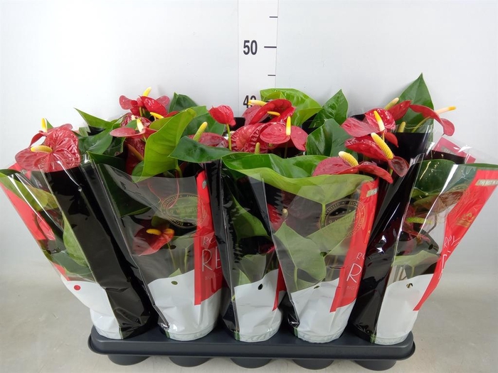 <h4>Anthurium andr. 'Royal Champion'</h4>