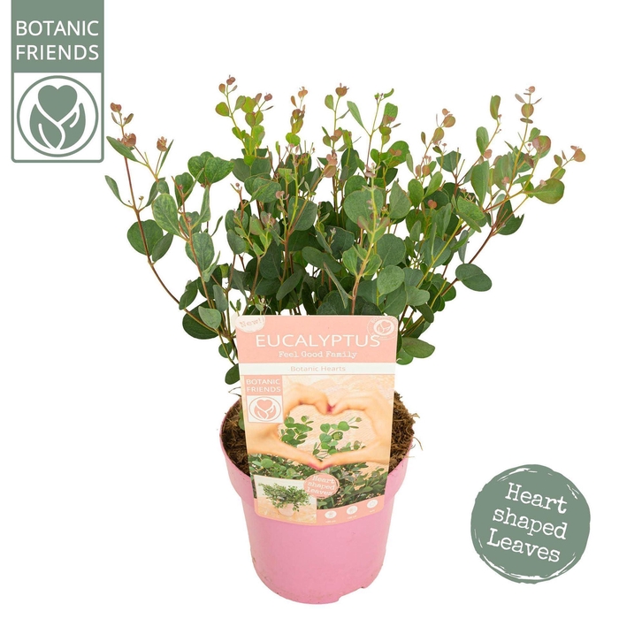 <h4>Eucalyptus pulverulenta</h4>