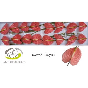 Anthurium Sante Royal