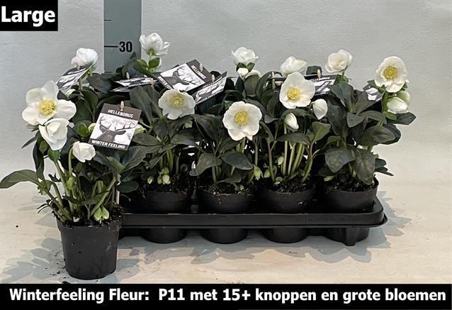 <h4>HELLEBORUS WINTER FLEUR P11 15+</h4>