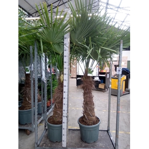 Trachycarpus fortunei