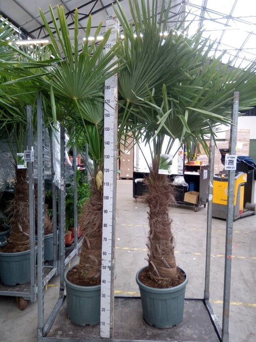 <h4>Trachycarpus fortunei</h4>
