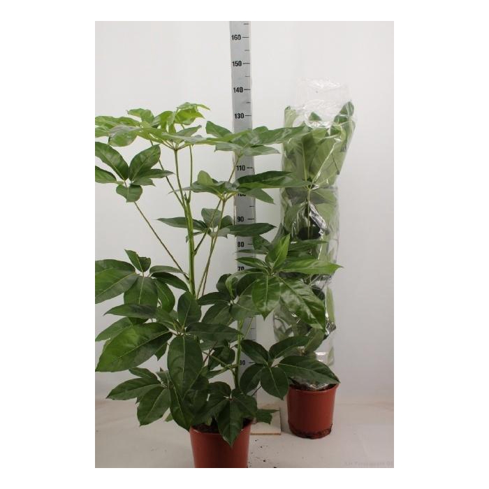 <h4>SCHEF EMERALD GREEN</h4>