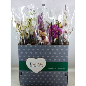 Phalaenopsis   ...mix
