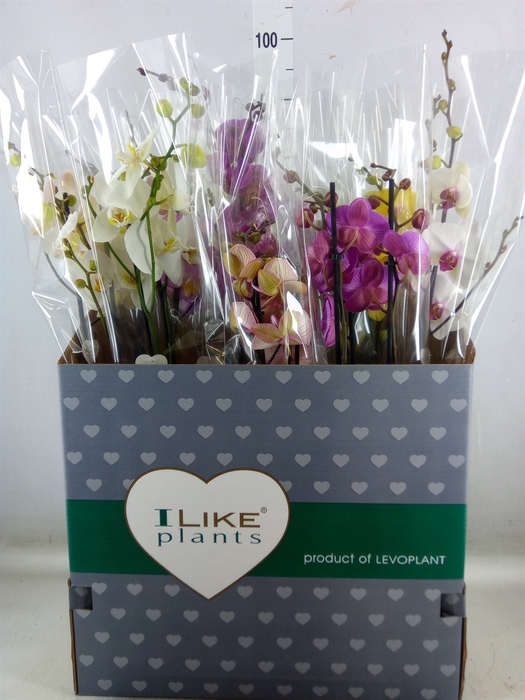 <h4>Phalaenopsis   ...mix</h4>
