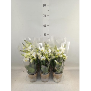 Phalaenopsis multi. 'Ant Lausanne'