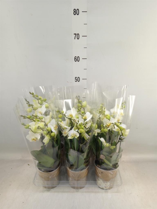<h4>Phalaenopsis multi. 'Ant Lausanne'</h4>