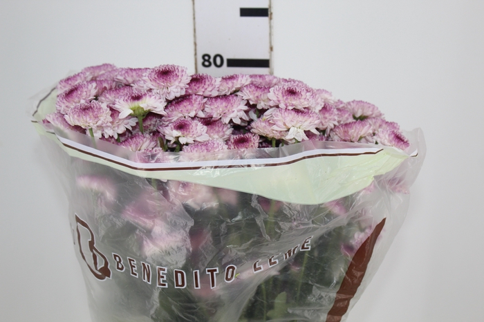 <h4>CRISANTEMO SANTINI ABBEY 080 CM</h4>