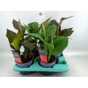 Canna  'Island'   ...mix