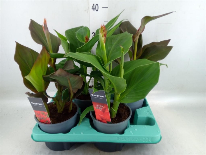 <h4>Canna  'Island'   ...mix</h4>