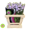 Matthiola Iron Marine