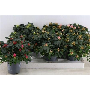 Rhodo Si Gem 30cm Diam.