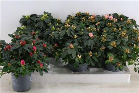 <h4>Rhodo Si Gem 30cm Diam.</h4>