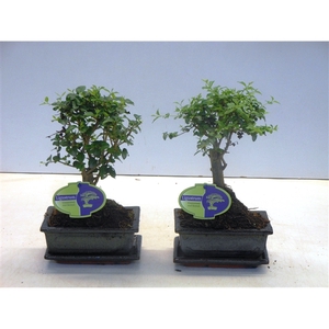 Ligustrum sinensis, 15cm., broom, with drip tray